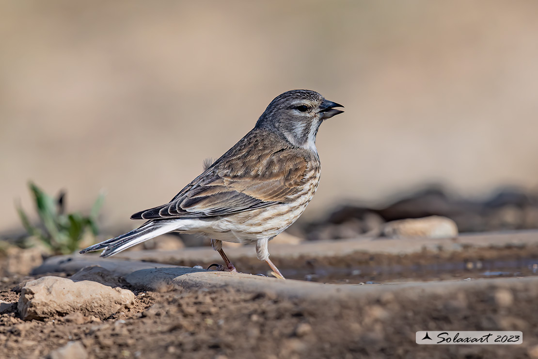 Linaria cannabina :  Fanello (femmina) ;  Common linnet (female)