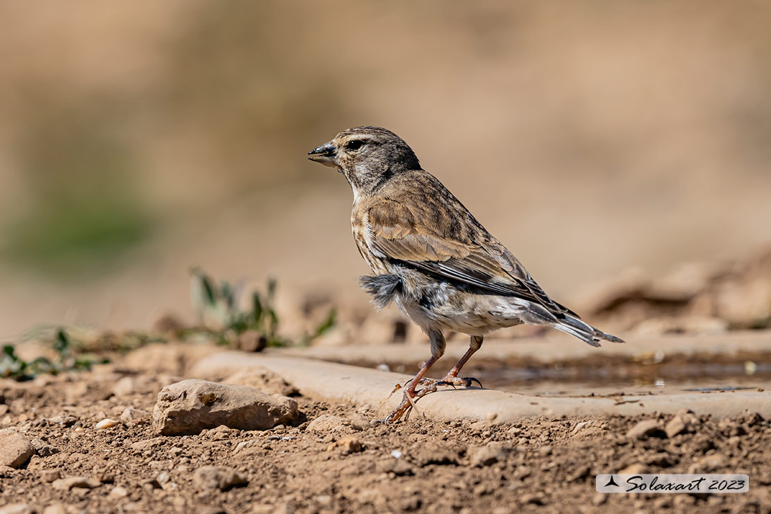 Linaria cannabina :  Fanello (femmina) ;  Common linnet (female)