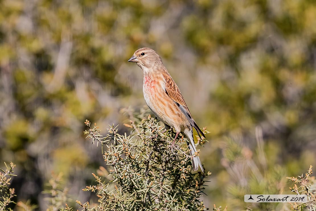 Linaria cannabina :  Fanello (maschio) ;  Common linnet (male)