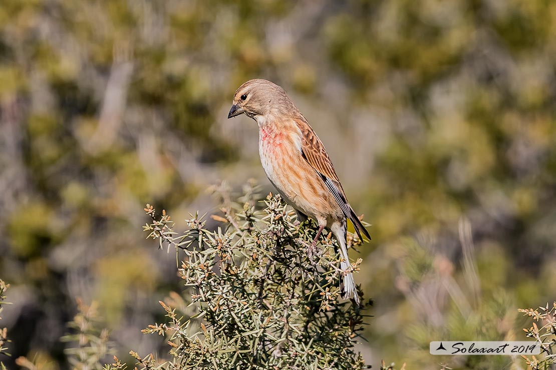 Linaria cannabina :  Fanello (maschio) ;  Common linnet (male)