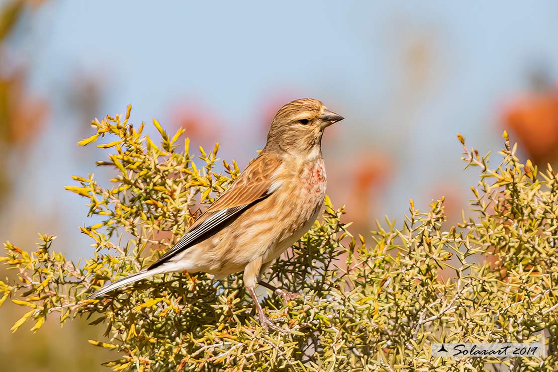 Linaria cannabina :  Fanello (maschio) ;  Common linnet (male)