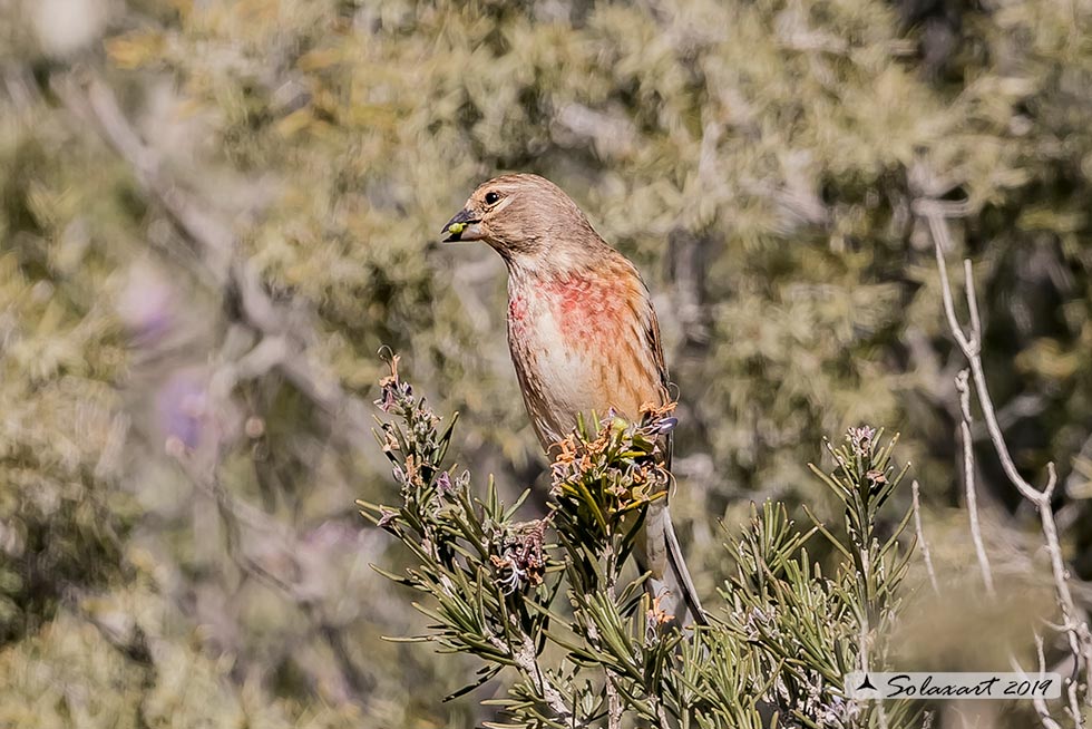 Linaria cannabina :  Fanello (maschio) ;  Common linnet (male)