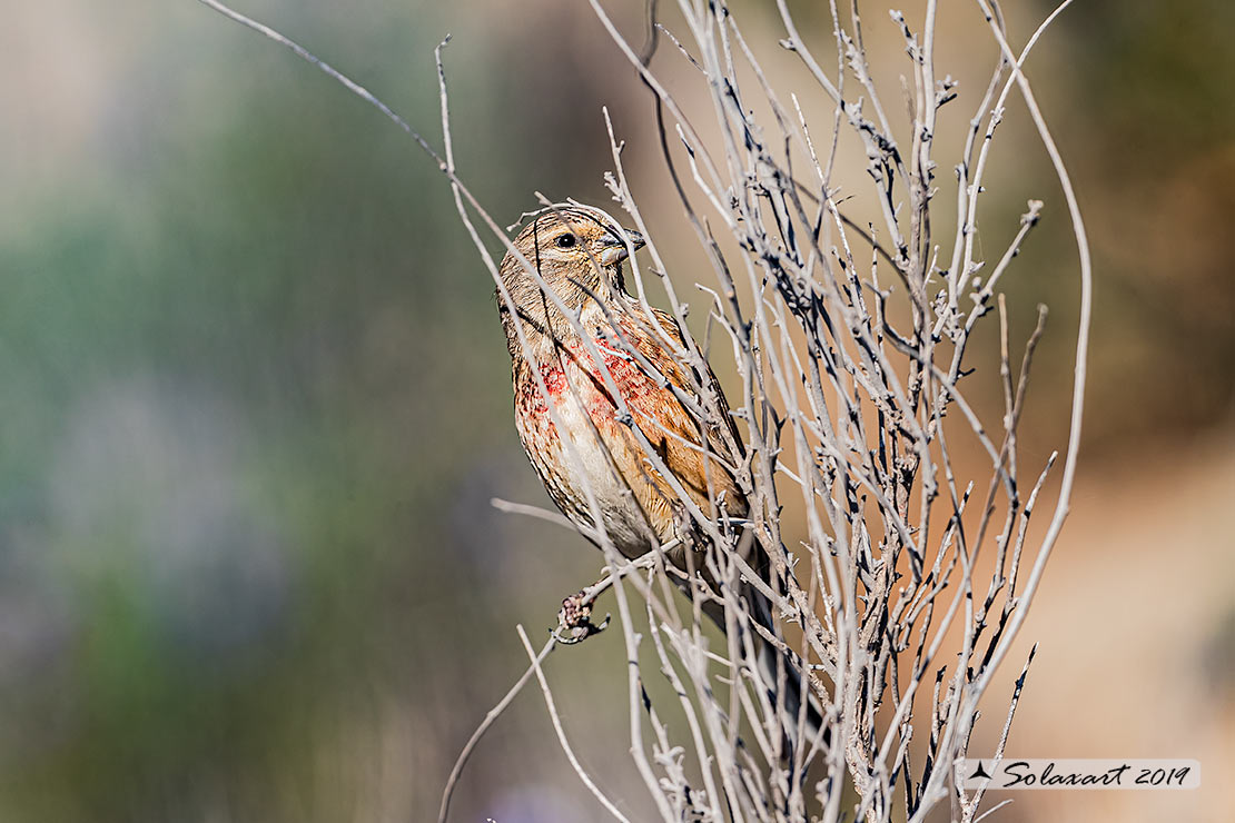 Linaria cannabina :  Fanello (maschio) ;  Common linnet (male)