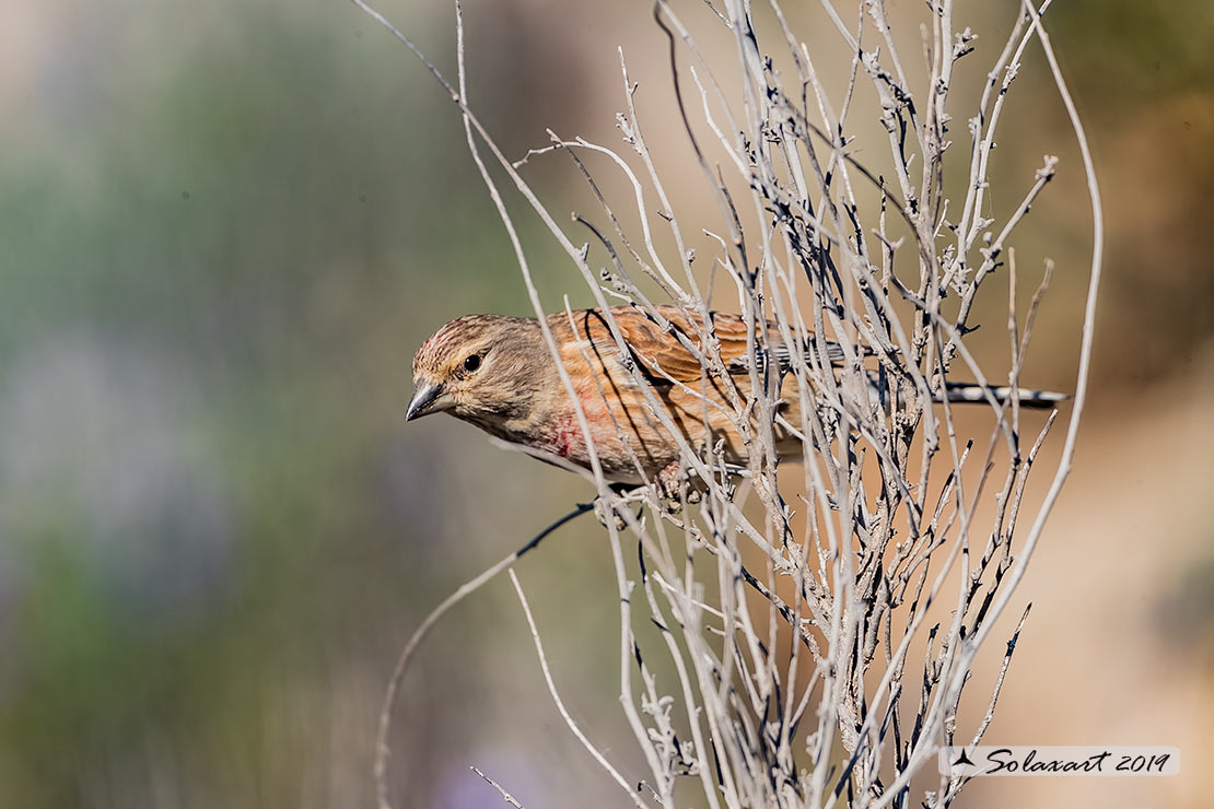 Linaria cannabina :  Fanello (maschio) ;  Common linnet (male)