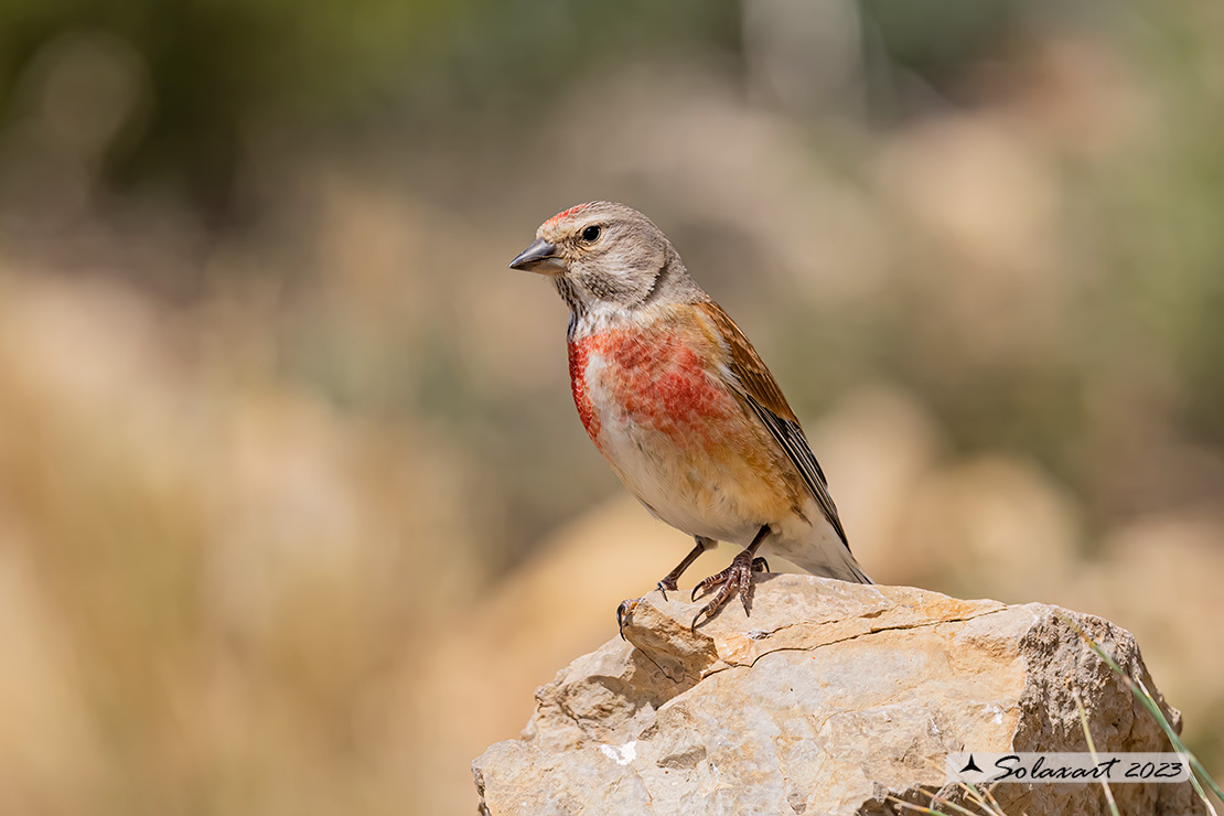 Linaria cannabina :  Fanello (maschio) ;  Common linnet (male)