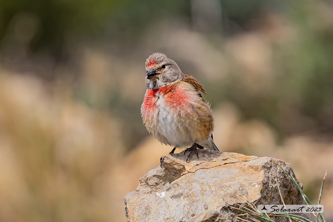 Linaria cannabina :  Fanello (maschio) ;  Common linnet (male)