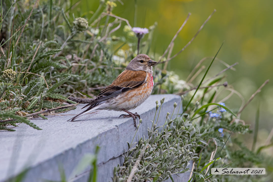 Linaria cannabina :  Fanello (maschio) ;  Common linnet (male)