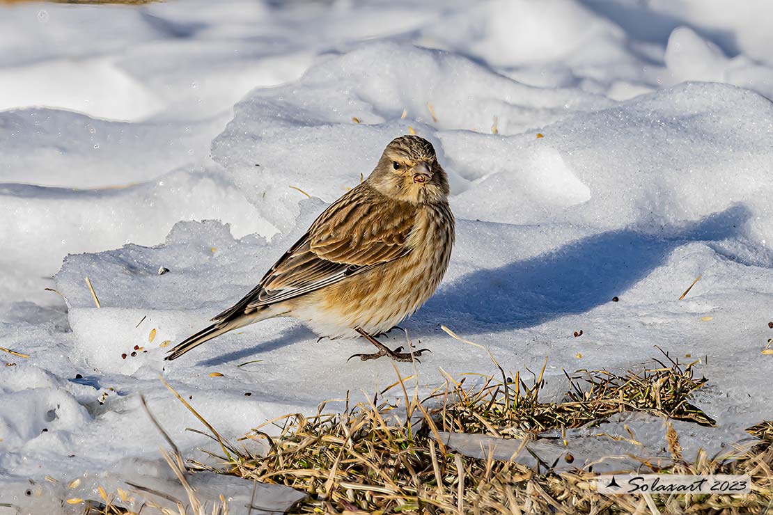 Linaria cannabina :  Fanello (maschio) ;  Common linnet (male)