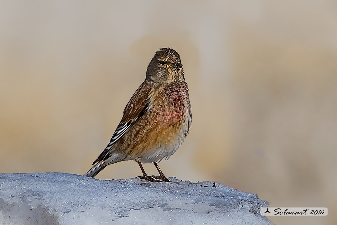 Linaria cannabina :  Fanello (maschio) ;  Common linnet (male)