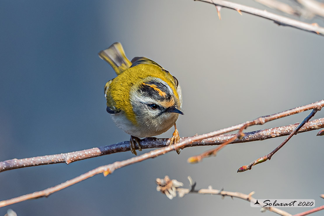 Fiorrancino - Regulus ignicapilla