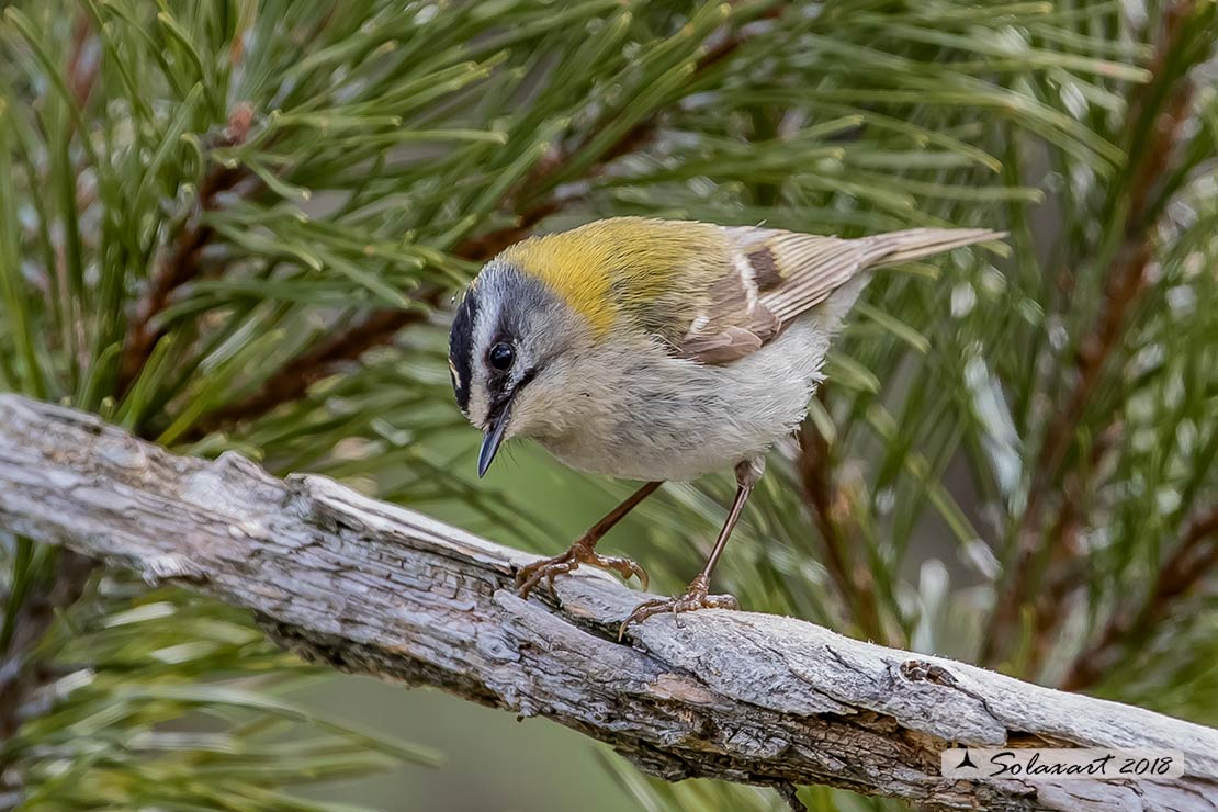 Fiorrancino - Regulus ignicapilla