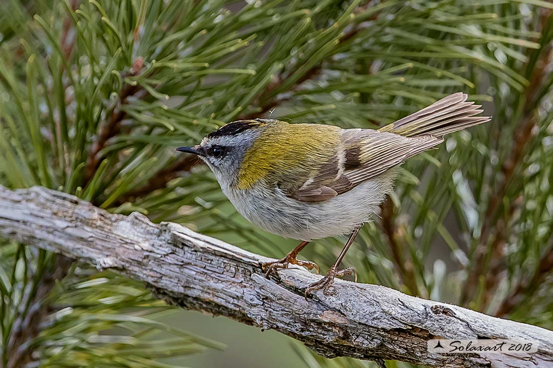 Fiorrancino - Regulus ignicapilla