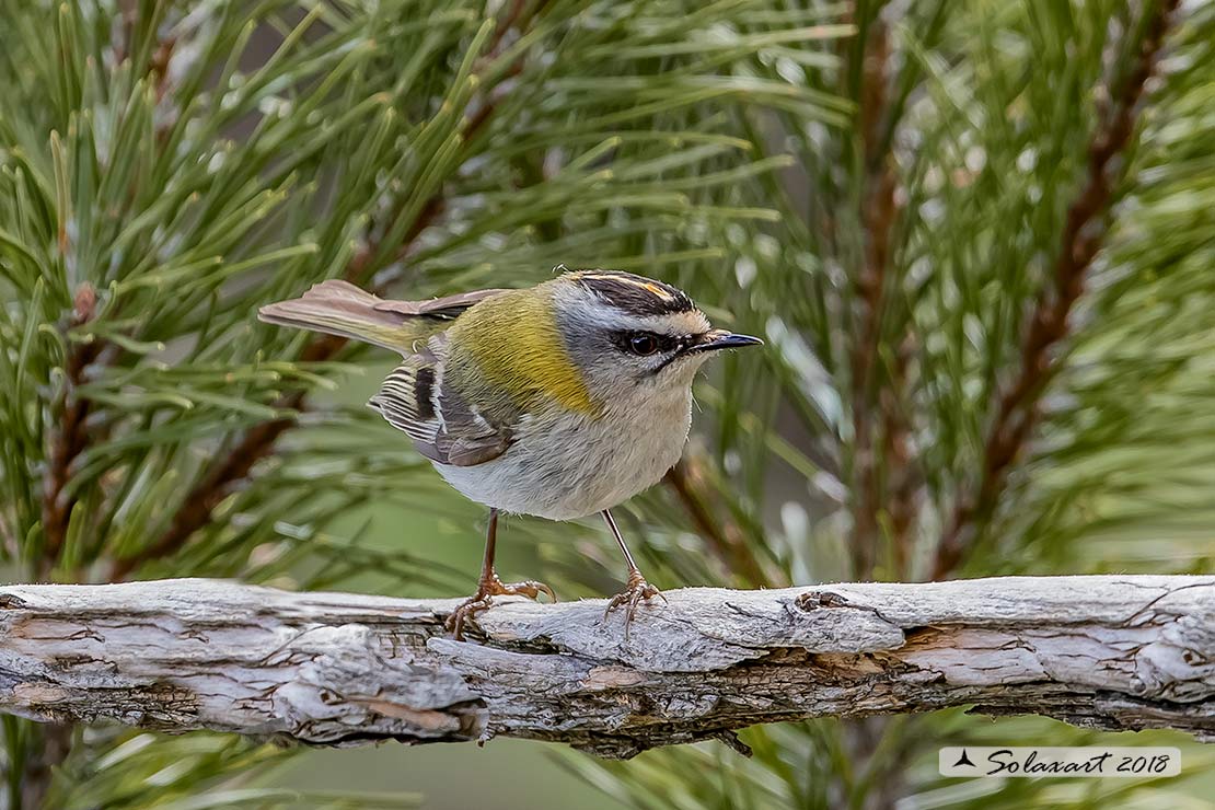 Fiorrancino - Regulus ignicapilla