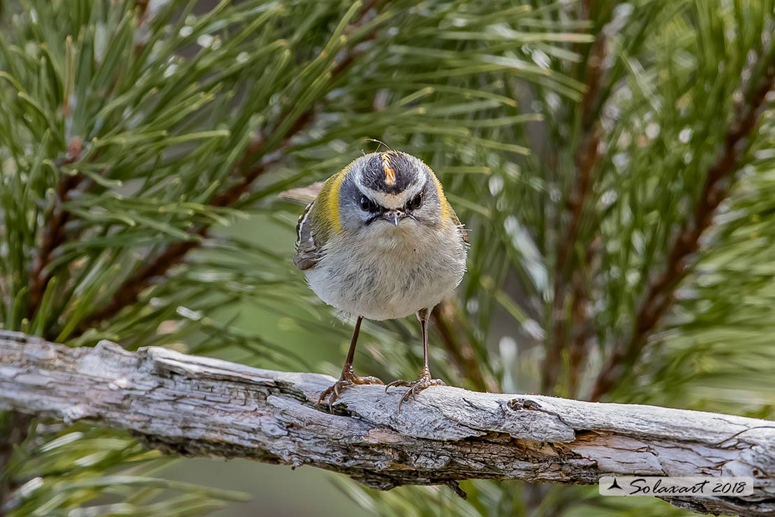 Fiorrancino - Regulus ignicapilla