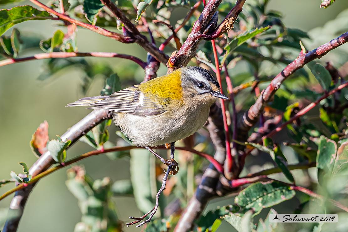 Fiorrancino - Regulus ignicapilla