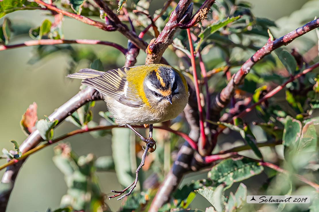 Fiorrancino - Regulus ignicapilla