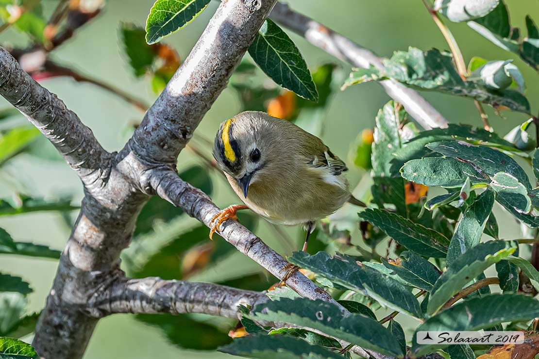 Fiorrancino - Regulus ignicapilla