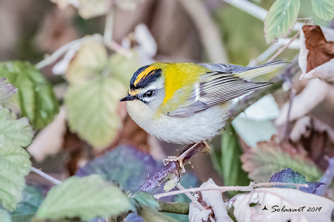 Fiorrancino - Regulus ignicapilla