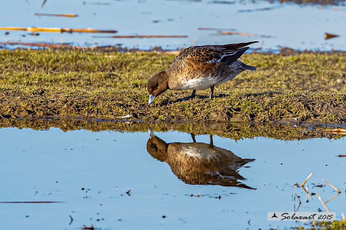 Anas penelope : Fischione; Eurasian wigeon or Widgeon