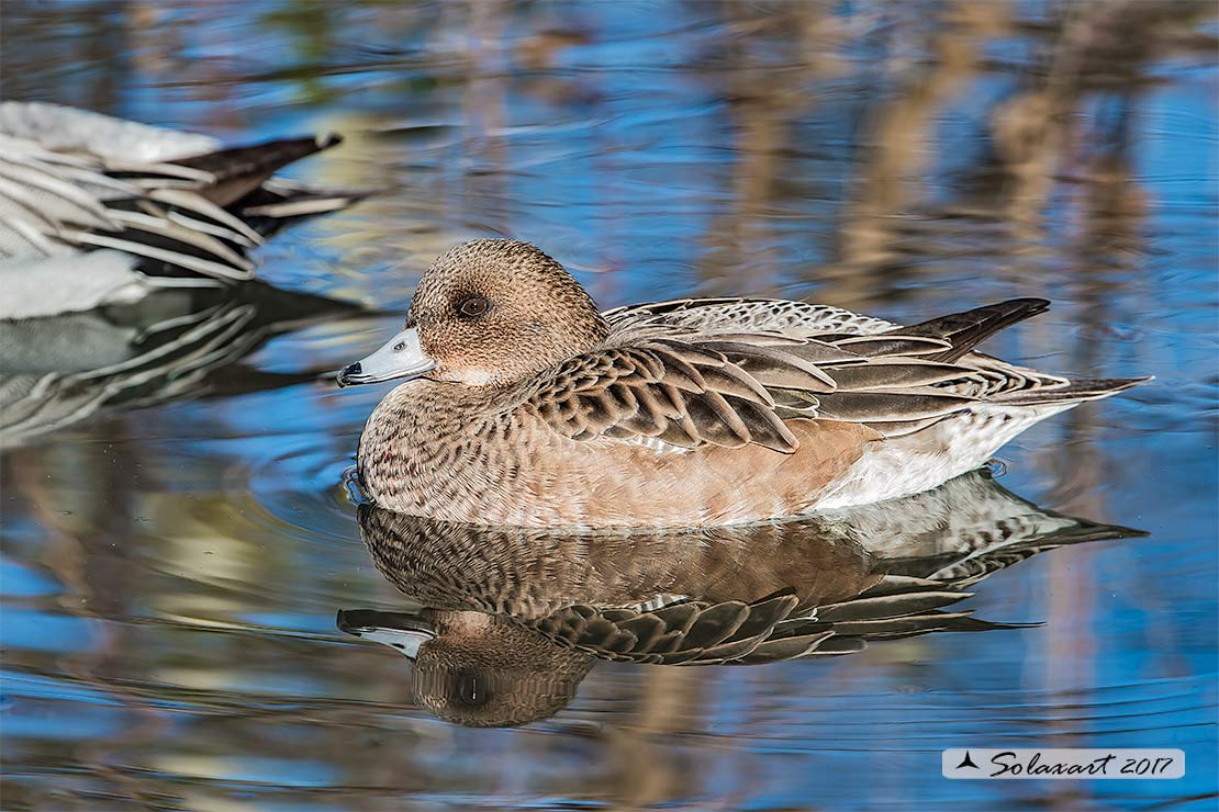 Anas penelope : Fischione; Eurasian wigeon or Widgeon