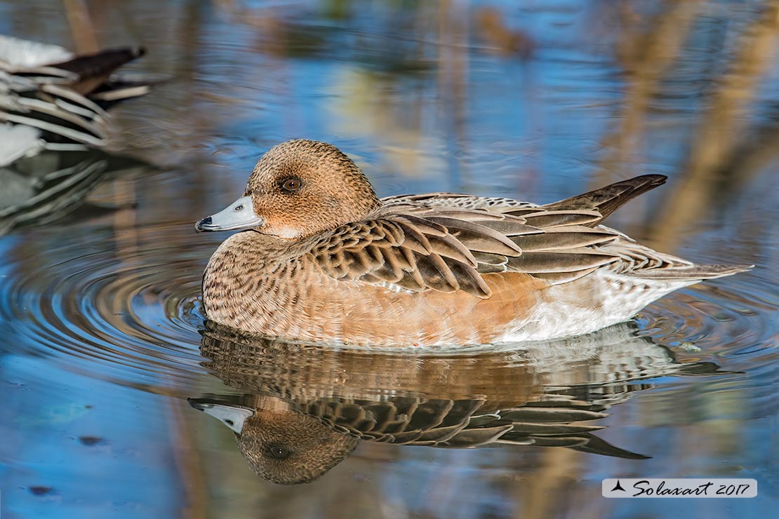Anas penelope : Fischione; Eurasian wigeon or Widgeon