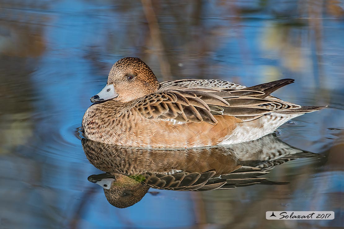 Anas penelope : Fischione; Eurasian wigeon or Widgeon