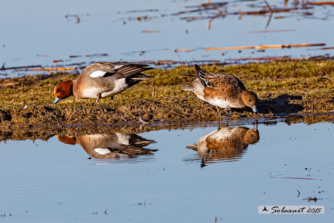Anas penelope : Fischione; Eurasian wigeon or Widgeon