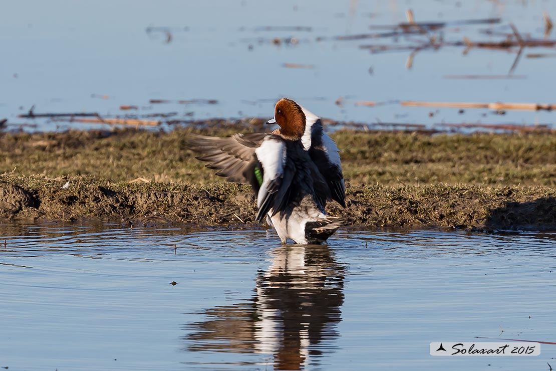 Anas penelope : Fischione; Eurasian wigeon or Widgeon
