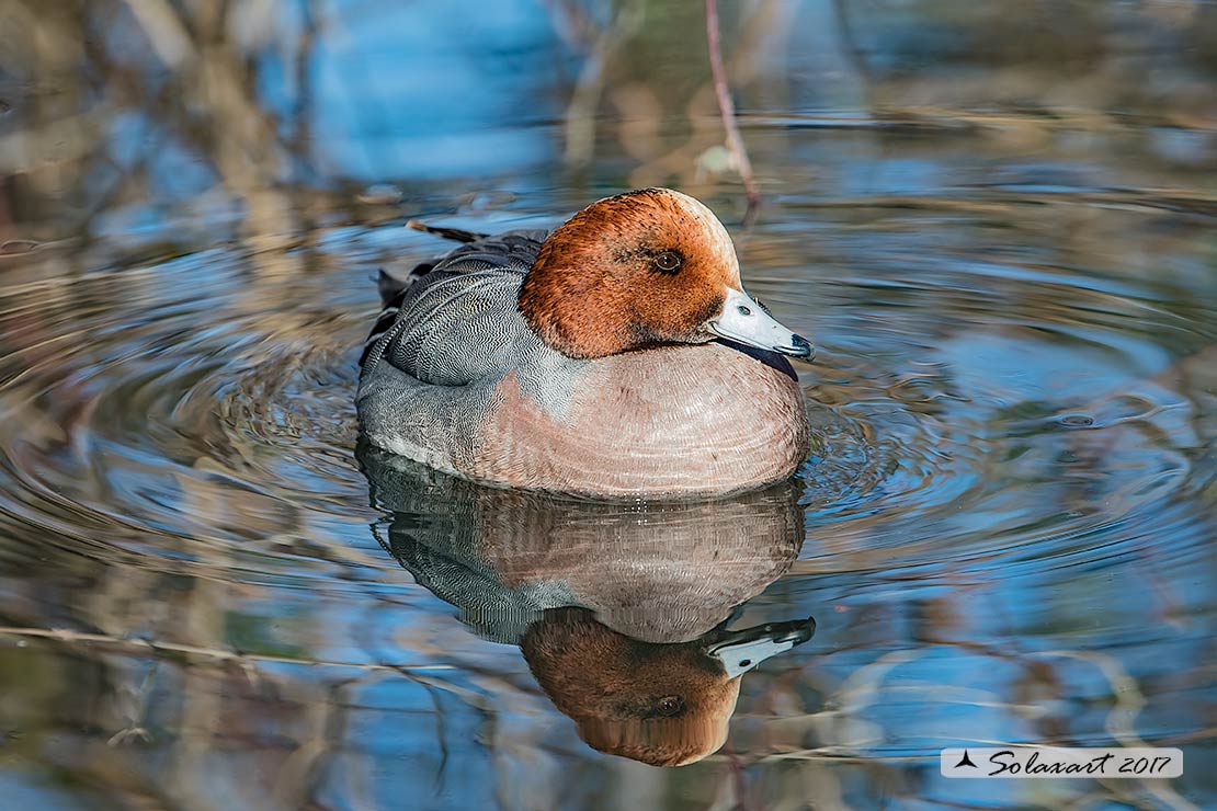 Anas penelope : Fischione; Eurasian wigeon or Widgeon