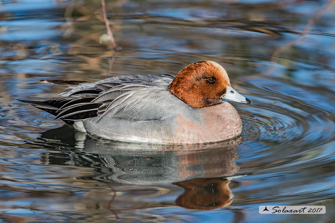 Anas penelope : Fischione; Eurasian wigeon or Widgeon
