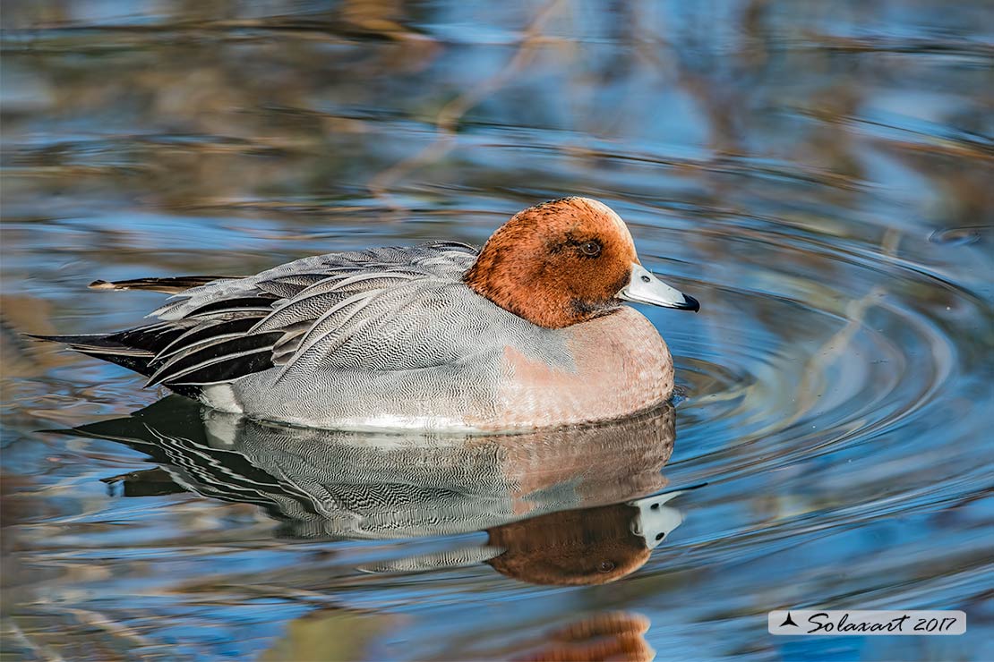 Anas penelope : Fischione; Eurasian wigeon or Widgeon
