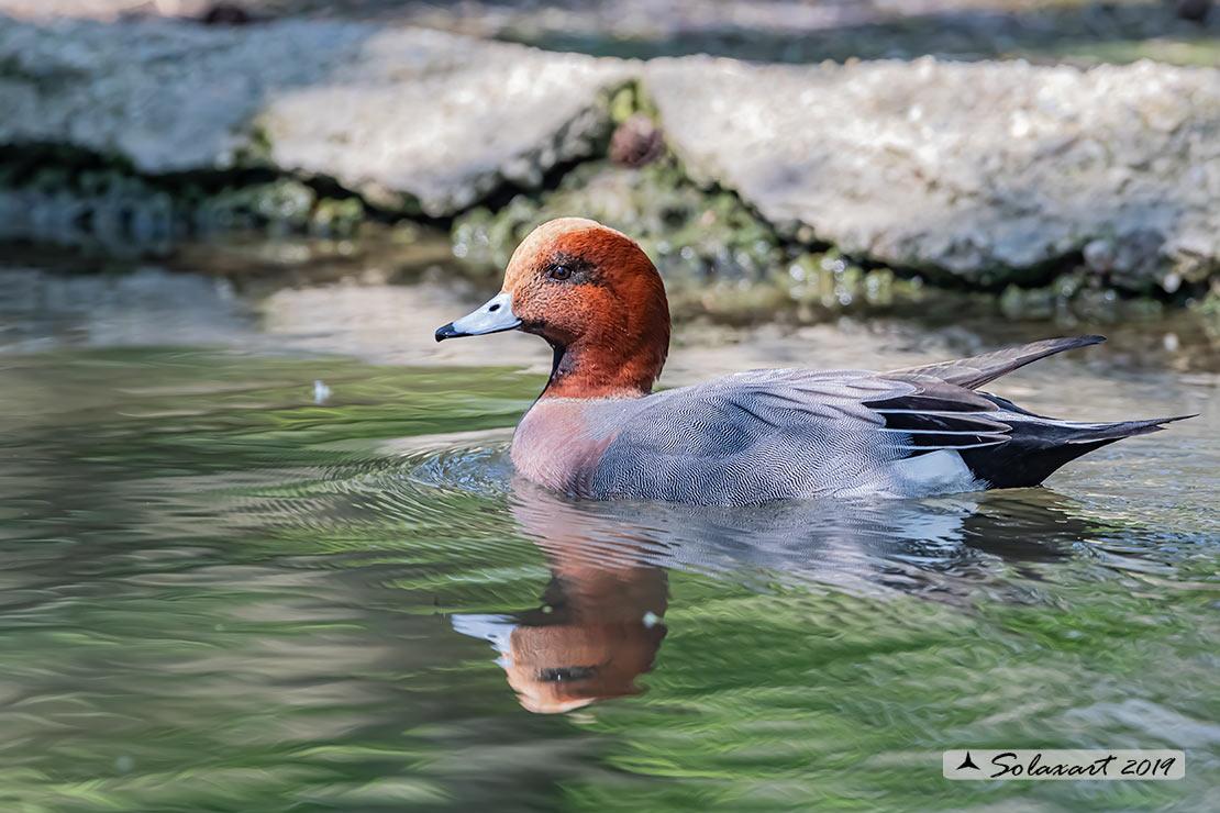 Anas penelope : Fischione; Eurasian wigeon or Widgeon