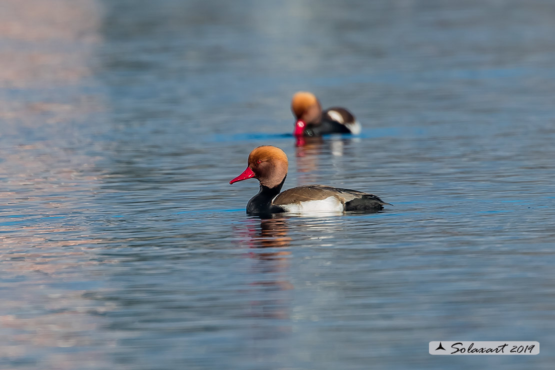 Netta rufina : Fistione turco (maschio) ; Red-crested Pochard (male)