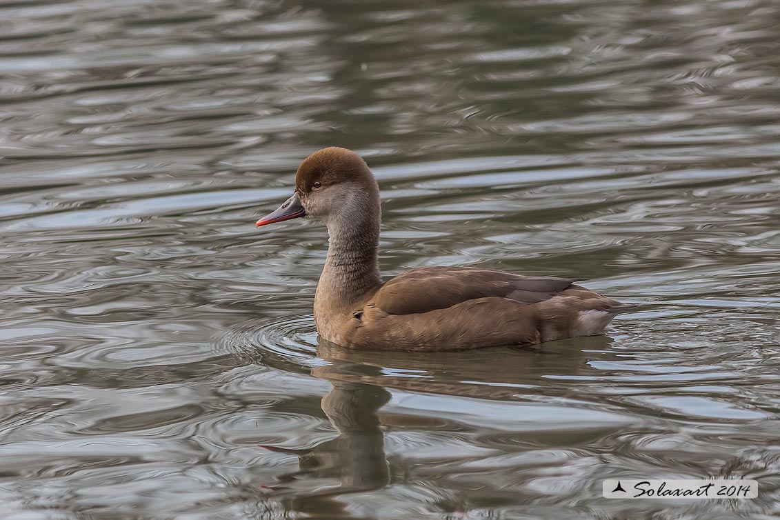 Netta rufina : Fistione turco (femmina) ; Red-crested Pochard (female)