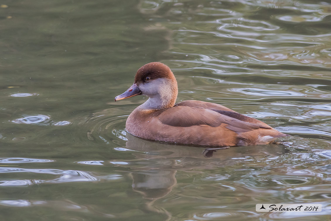 Netta rufina : Fistione turco (femmina) ; Red-crested Pochard (female)