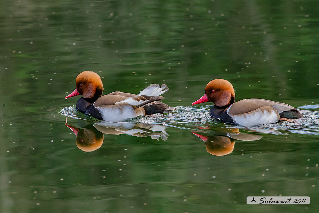 Netta rufina : Fistione turco (coppia) ; Red-crested Pochard (couple)