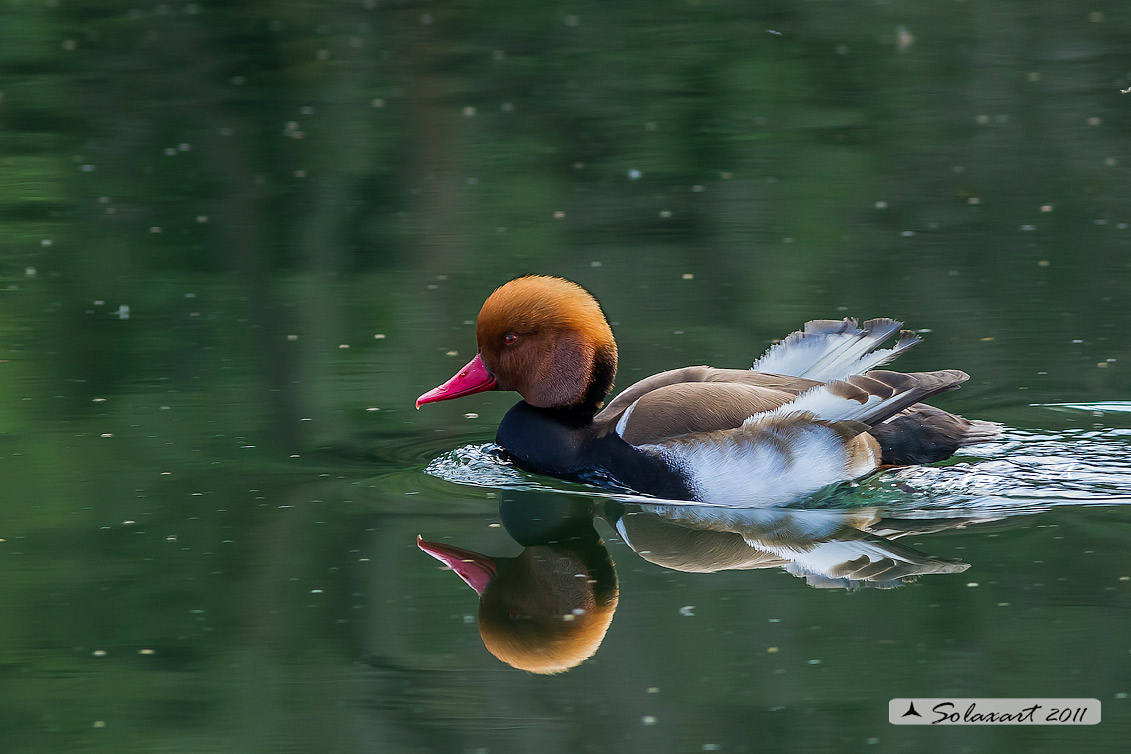 Netta rufina : Fistione turco (maschio) ; Red-crested Pochard (male)