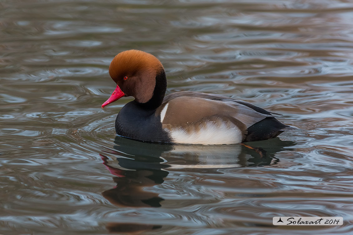 Netta rufina : Fistione turco (maschio) ; Red-crested Pochard (male)