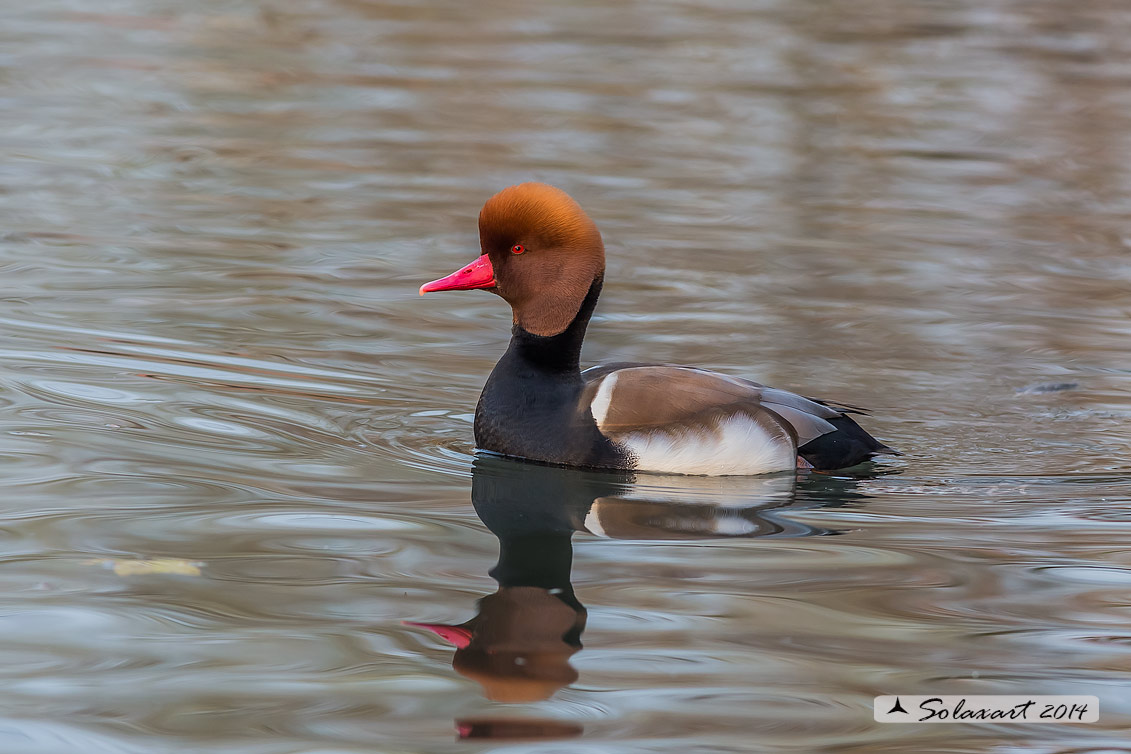 Netta rufina : Fistione turco (maschio) ; Red-crested Pochard (male)