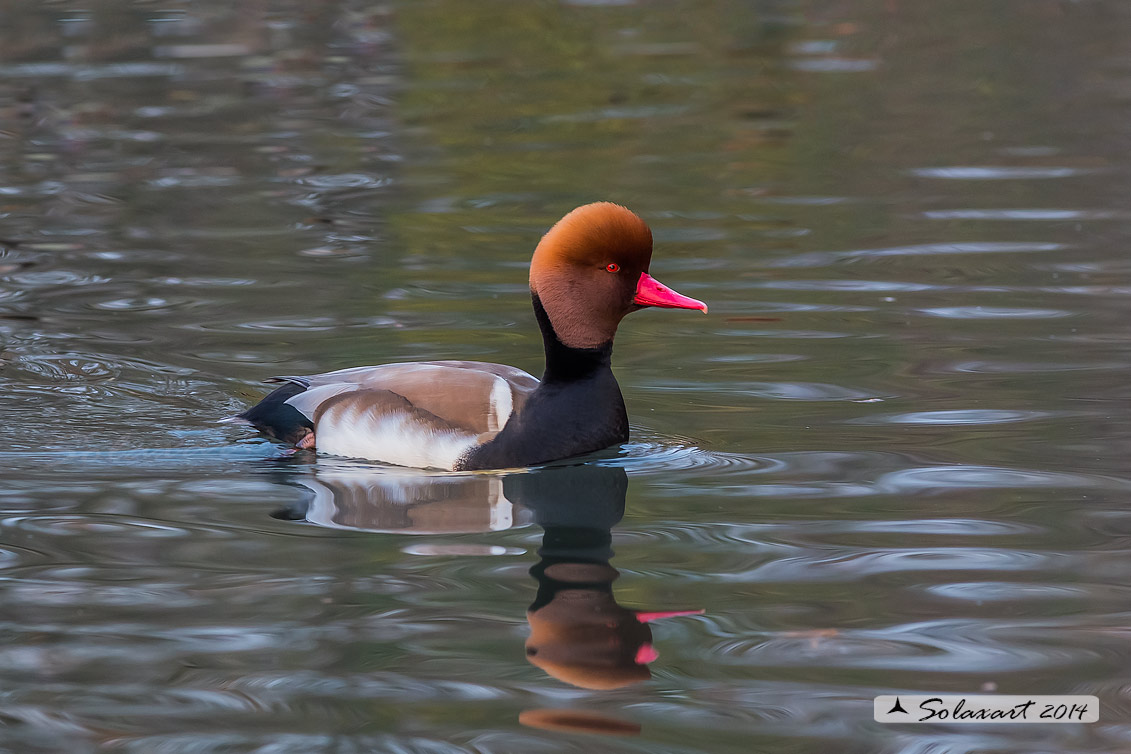 Netta rufina : Fistione turco (maschio) ; Red-crested Pochard (male)