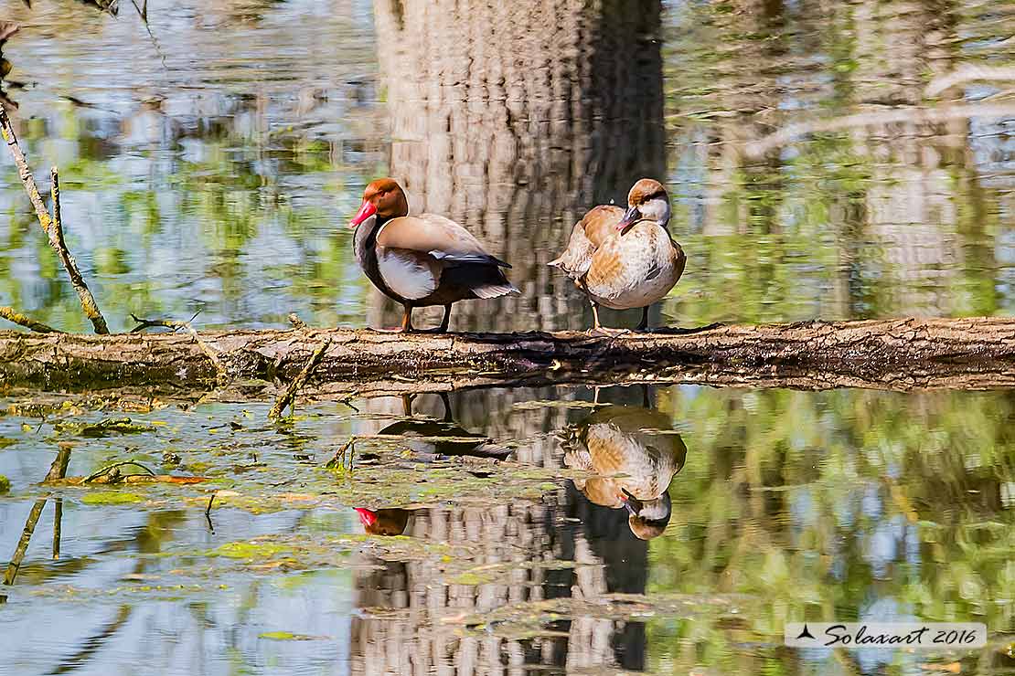 Netta rufina : Fistione turco (coppia) ; Red-crested Pochard (couple)