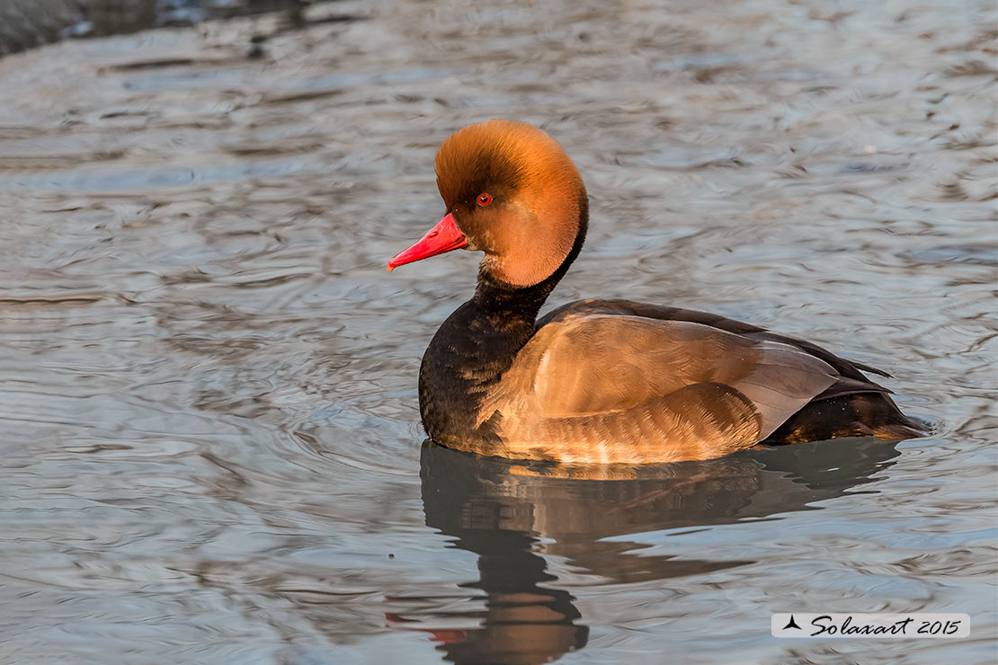 Netta rufina : Fistione turco (maschio) ; Red-crested Pochard (male)