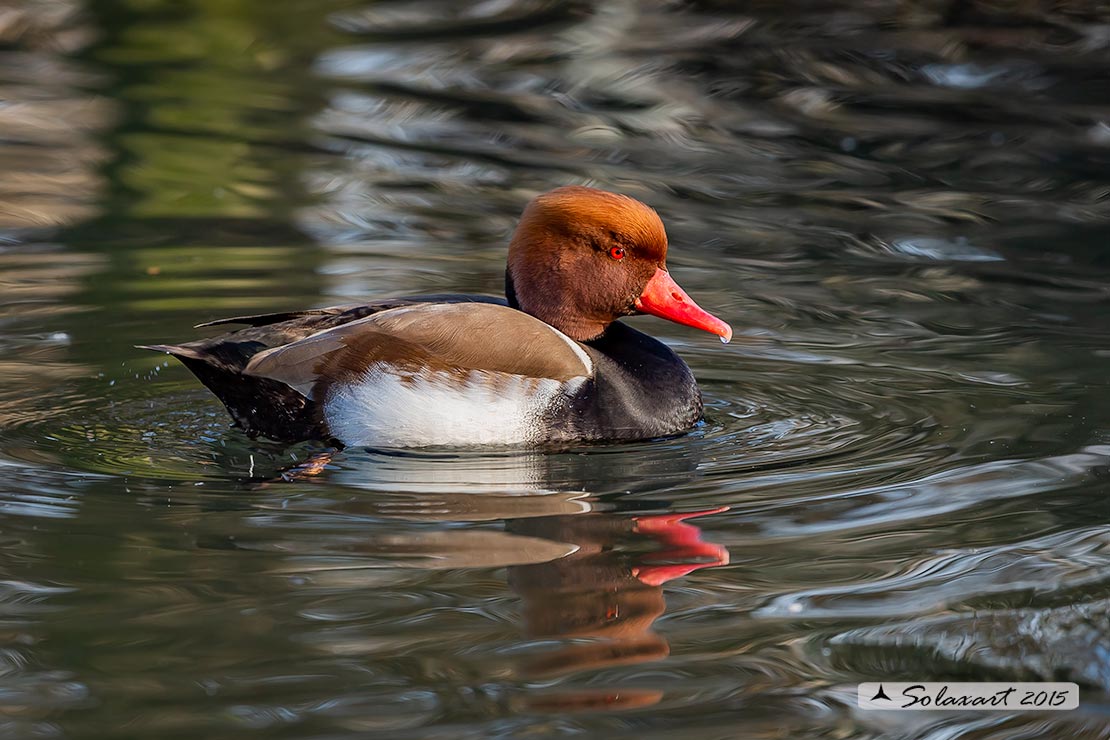 Netta rufina : Fistione turco (maschio) ; Red-crested Pochard (male)