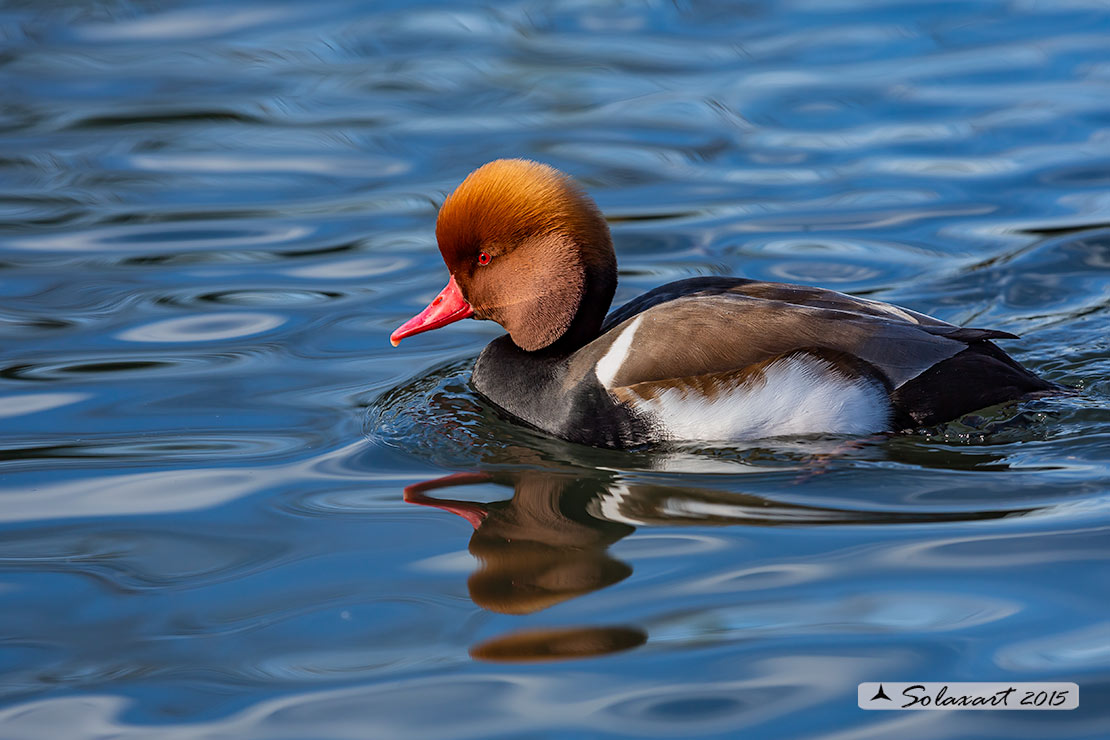 Netta rufina : Fistione turco (maschio) ; Red-crested Pochard (male)