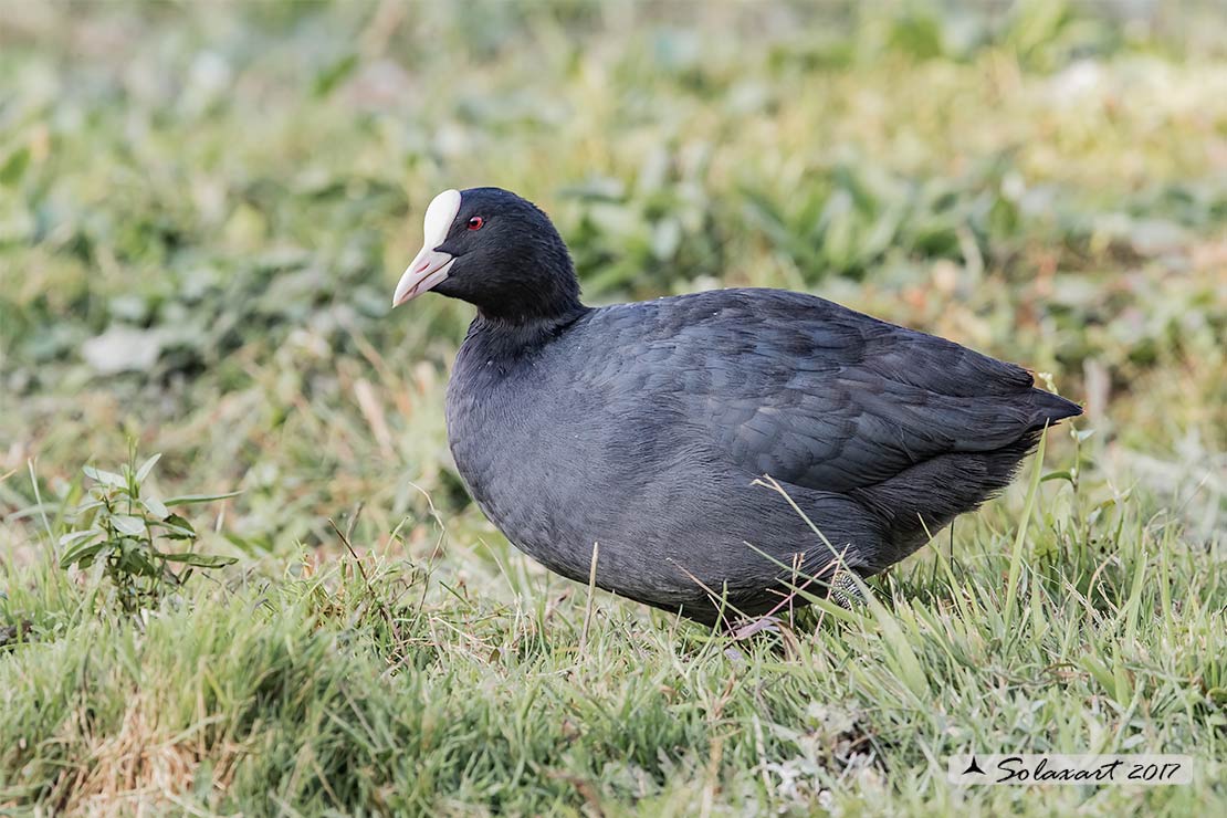 Folaga Fulica atra