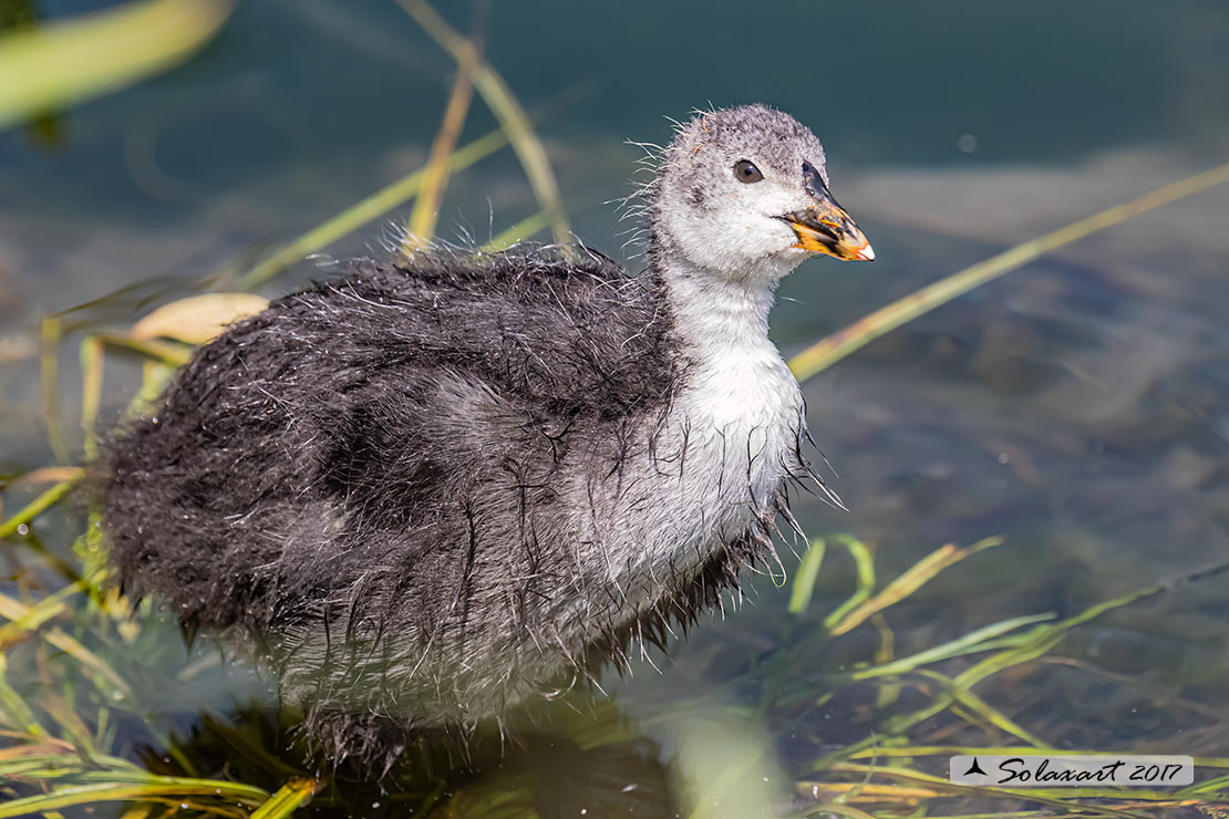Folaga (fulica atra) - Camminare sulle acque