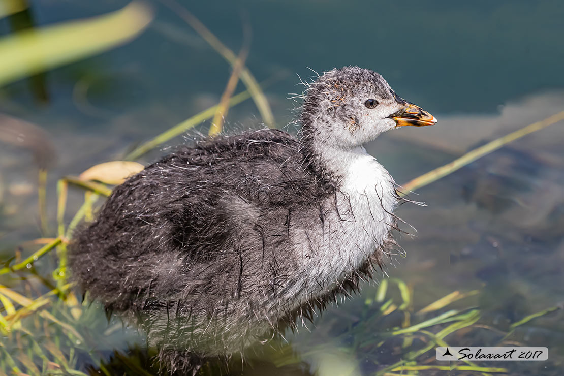 Folaga (fulica atra) - Camminare sulle acque