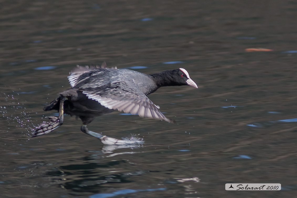 Folaga (fulica atra) - Camminare sulle acque