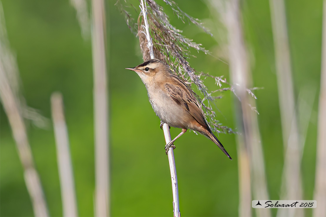 Acrocephalus schoenobaenus; Forapaglie; Sedge warbler