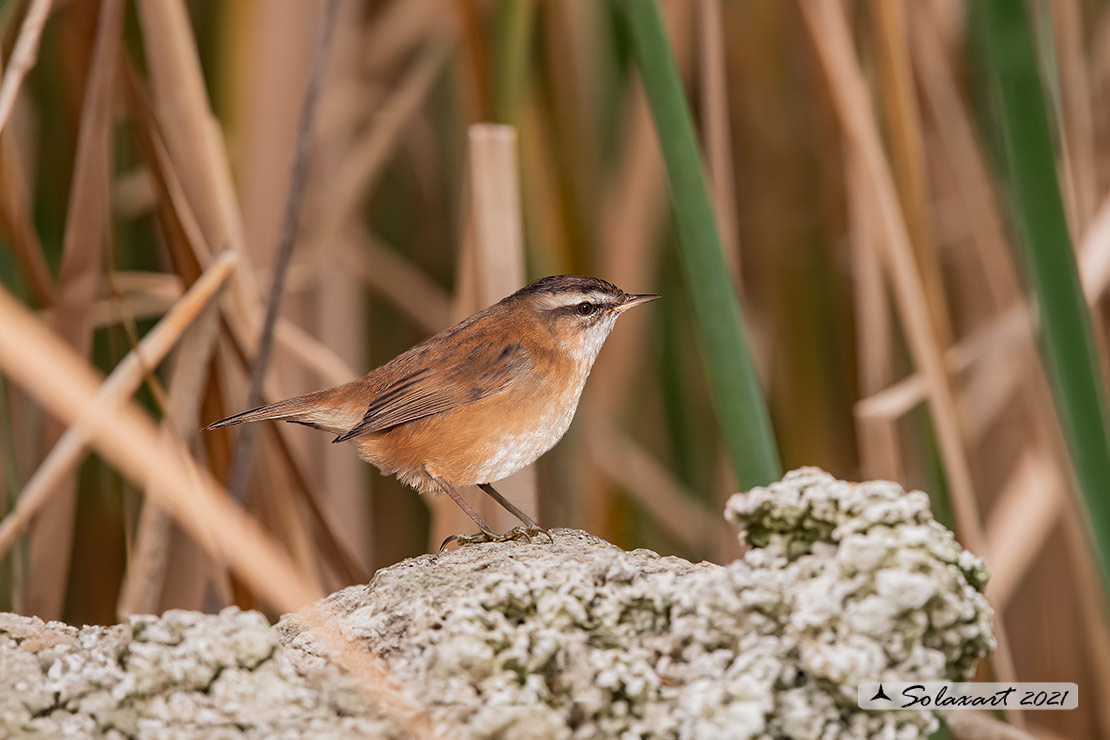 Acrocephalus melanopogon; Forapaglie castagnolo; Moustached warbler